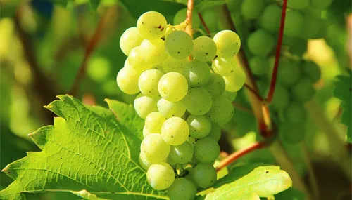 農産物の多様性