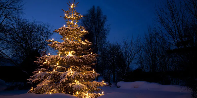 クリスマスツリー