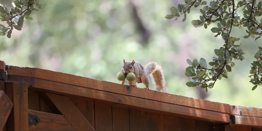 「種」を見つける